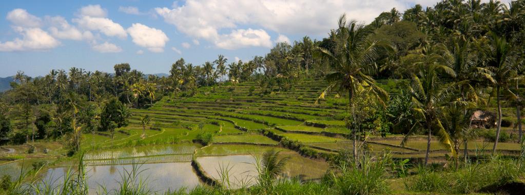 Rice terraces in Bali TOUR DETAILS Tour Cost (per person): Approx. US$7335 Taxes and gratuities: US$325 Single Supplement: Approx.