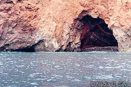Lobos cave (Group III, type g) Cave belonging to group I, type a Successful breeding, in contrast, has been recorded regularly only in cave categories e, f and h, which have a beach above water level