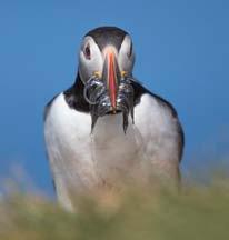 Knowing that we would be there at the end of the normal nesting season for the puffins and that outside of nesting season puffins live well out at sea, created some pre-adventure concerns about being