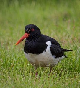 While I was photographing this pair of tranquil Eurasian Oystercatchers that were