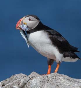 We did not see this sort of bad behavior at any of the other puffins colonies in