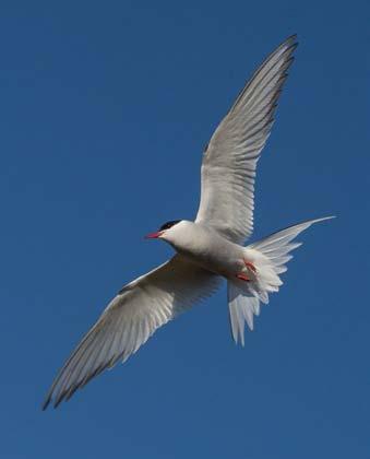 Arctic Tern scolding and warning me as I lay