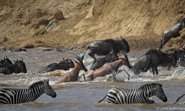 DAY 11 REKERO CAMP MAASAI MARA GAME RESERVE The annual migration is what makes the Mara famous. The herds gather in the hundreds of thousands on the plains during July through early November.