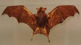 Basic description of the Bumble bee bat * The bumblebee bat is about 29 33 millimetres in length and 2