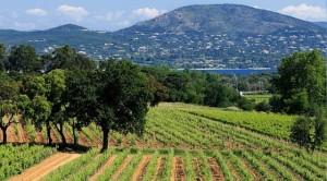 As we are in the south of France, it will be of no surprise that, when it comes to more profitable liquid refreshments from the land, wine is at the fore.