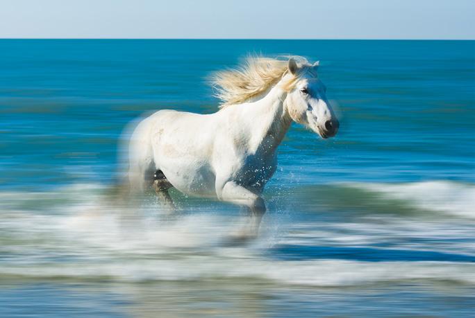 Imagine shooting the ancient breed of white horses of Camargue? We target some of the most intriguing icons this beautiful country has to offer - all in very comfortable 4 star accommodation.