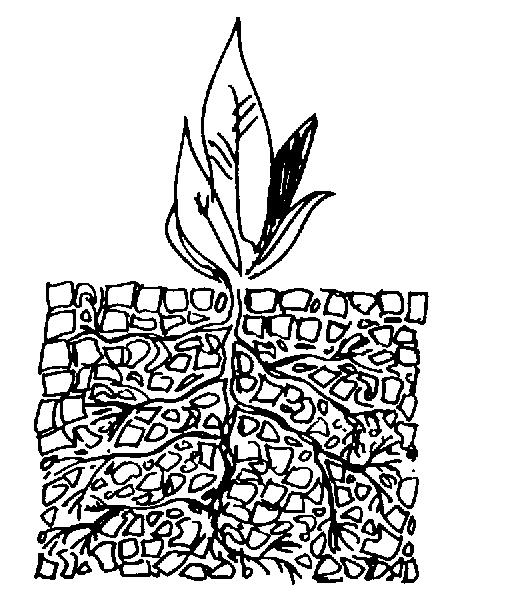 Zakonitosti prehrane rastlin v suši Prisotnost vlage v tleh je glavni predpogoj za delovanje in sprejem hranil v rastline ter predpogoj za sproščanje hranil v talno raztopino iz oblik, ki rastlinam