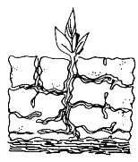 Zakonitosti prehrane rastlin v suši Prekomerno izhlapevanje (transpiracija) vode skozi