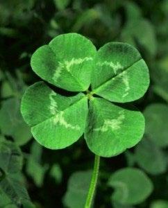 Club Happenings The Luck of the Irish We re hosting a member mixer sure to make St. Patrick proud! Join us in the Chartroom Lounge on Tuesday, March 18 from 5-7 p.m. as we celebrate the land of Erin with a selection of light hors d oeuvres, desserts and happy hour specials.