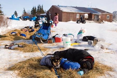 koyuk Population: 258 Once this checkpoint is reached, the mushers can breath a sigh of