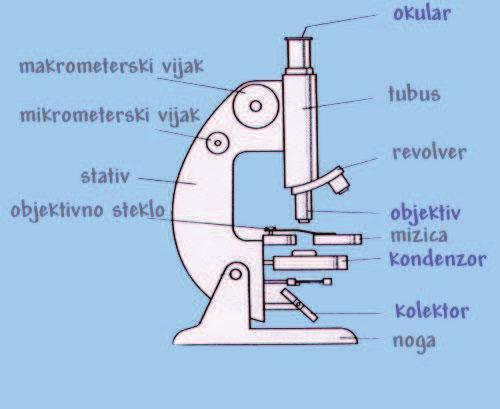 Mikroskop ima dva vijaka za fokusiranje objektivov. Večji, makrometrski vijak, nam služi za grobo premikanje tubusa oz. mizice, predvsem v kombinaciji z objektivi velike lastne povečave.