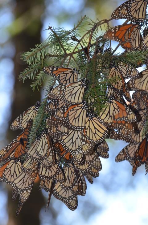forests of the reserve as millions of orange and black monarch butterflies swarm overhead is a magical sight and today, you'll