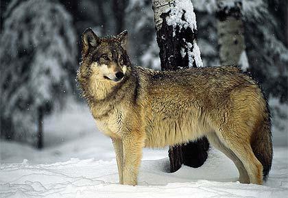 22 Leta 1970 pa je ministrstvo za kmetijstvo z zakonom prepovedalo lov na volkove, kar velja še danes. Od takrat naprej se je populacija širila in se sedaj razprostira preko celotnih Apeninov.