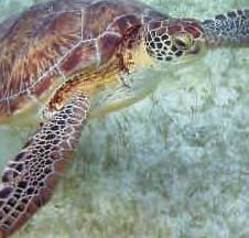 opportunities to witness marine turtles in the Mexican Caribbean.