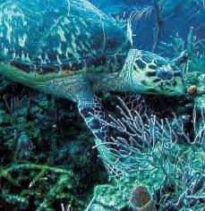 Poaching of sea turtles occurs throughout Mexico, even in the Mexican Caribbean, and is increasing with population growth.