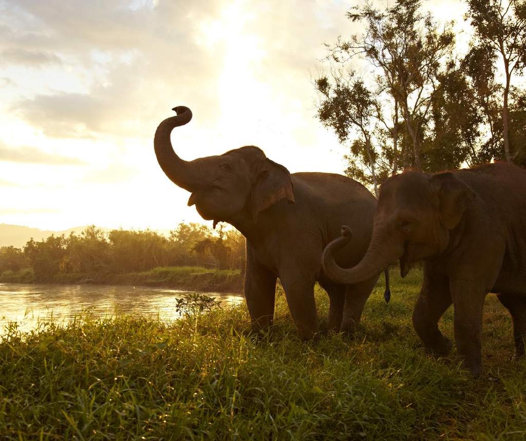 NATURAL ENCOUNTERS WITH GENTLE GIANTS. Anantara invites you to walk with giants and enter the enchanting world of elephants at Asia s premier Elephant Camp.