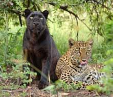 The national park is home to over 80 varieties of lion species including white lions and plentiful carnivores like cheetahs, wild dogs, brown and spotted