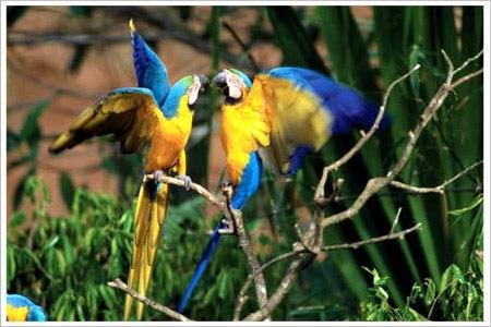 Species such as Mealy and Yellow- headed Amazon, Blue-headed Parrot and Dusky headed Parakeet descend at this clay lick.