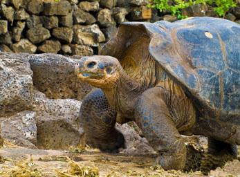One of the main attractions are the National Park information center, the Van Straelen Exhibition Hall, the Breeding and Rearing Center for young tortoises, Lonesome George (turtle from Pinta), and