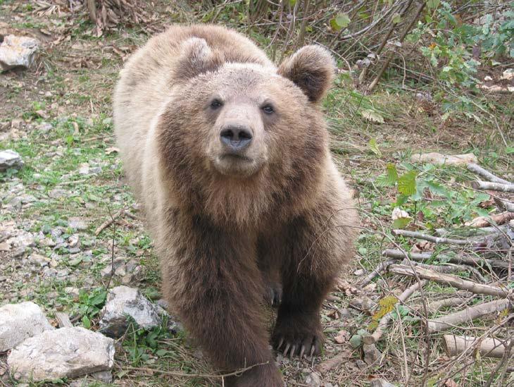 Danas u svijetu živi osam vrsta iz porodice medvjeda, i to su: smeđi medvjed (U. arctos) u Euroaziji i Sjevernoj Americi, bijeli ili polarani medvjed (U.