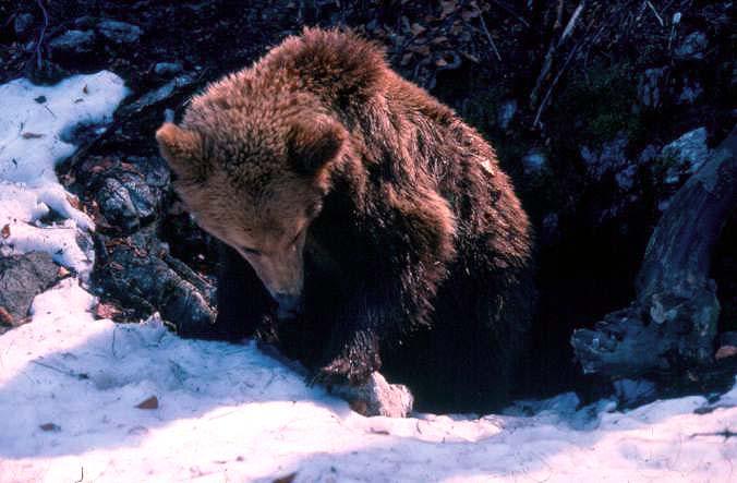 Medvjed svake noći traži hranu, obično u području manje nadmorske visine i veće otvorenosti prostora, odnosno bliže ljudima, a danju se povlači u mirna i gusto obrasla područja, gdje pravi tako zvani
