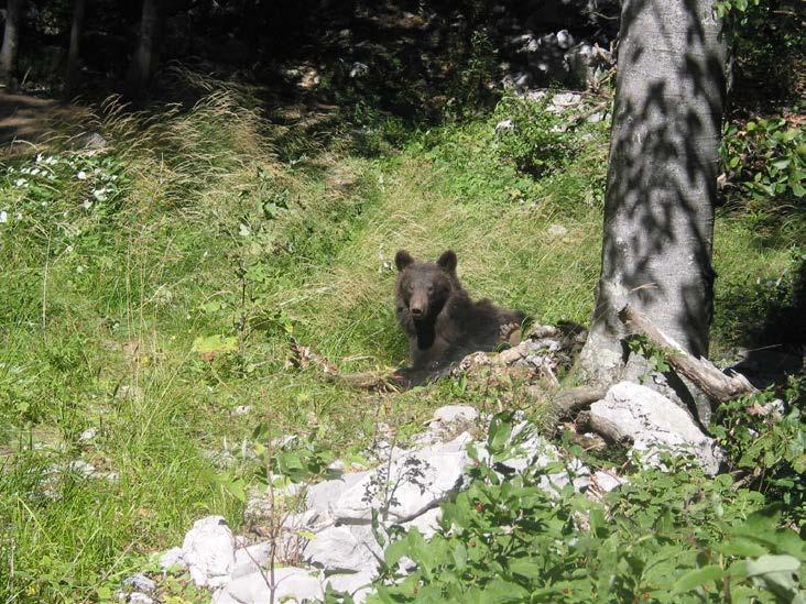 4.4. Prirodna obilježja staništa medvjeda u Hrvatskoj 4.4.1. Orografske i hidrografske prilike Stanište medvjeda nalazi se većim dijelom na području visokog krša.