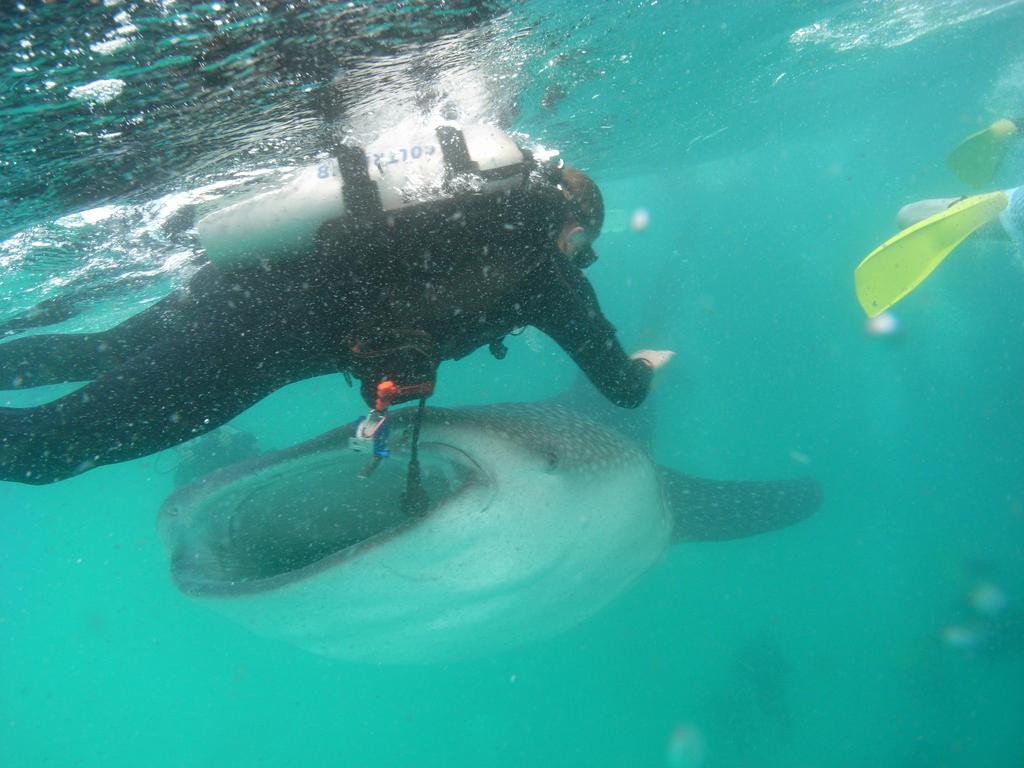 whale shark 13: Diver