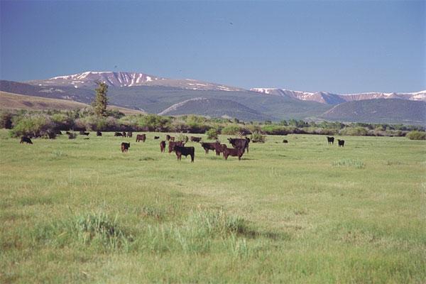 Black Angus cattle thriving on the Ranch s irrigated