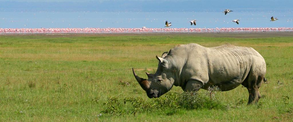 Rhinoceros TOUR DETAILS Tour Cost (per person): US$6395 Taxes and gratuities (per person): US$300 Single Supplement: US$1395 We would be happy to try to match you with a suitable roommate.