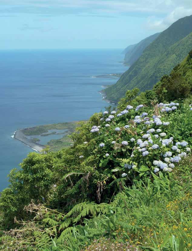 Azores Central Islands Terceira, Graciosa, São Jorge, Pico & Faial Terceira, Graciosa, São Jorge, Pico & Faial The Central Island group is made up of five stunning islands, each with unique