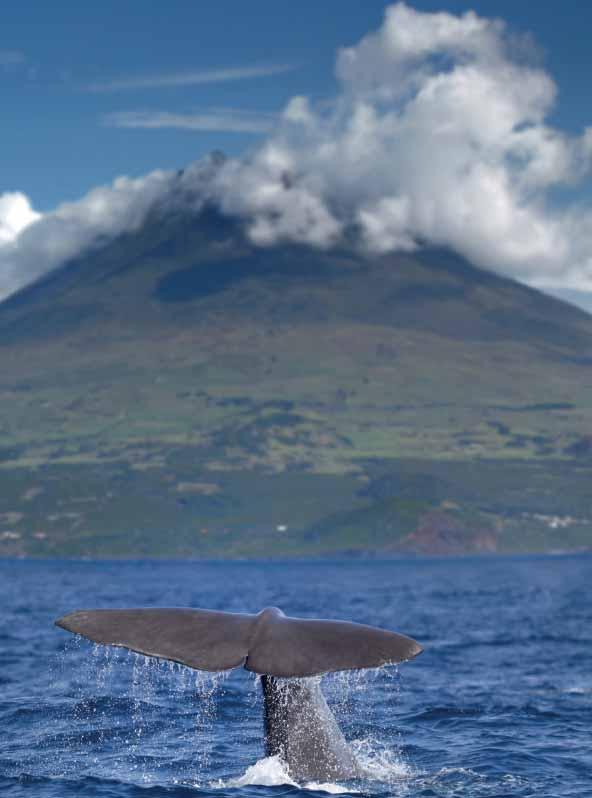 Portugal Lorem Azores ipsum Itinerary dolor Whale & Dolphin Watching Holiday Faial Departures: Daily (Apr-Oct) Duration: 7 nights Prices from: 1,235 per person* The whale watching season on Faial