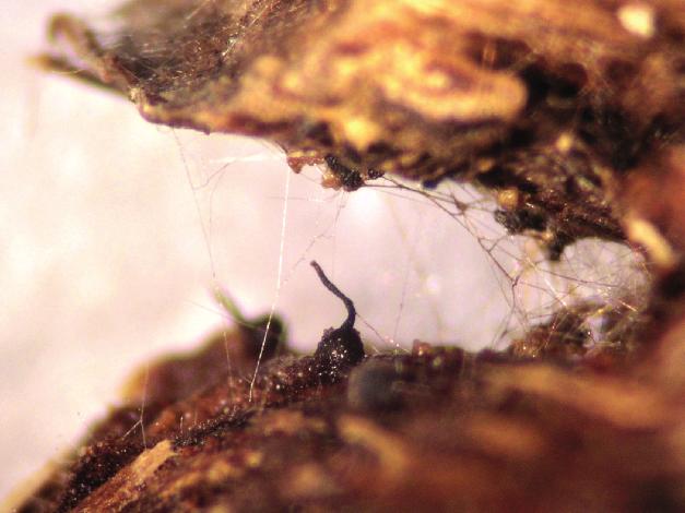 D. Ivić i sur.: Phaeoacremonium vrste u vinovoj lozi Slika 1. Peritecij Togninia fraxinopennsylvanica unutar drva vinove loze. Picture 1 Togninia fraxinopennsylvanica perithecium in grapevine wood.