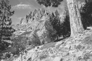 A monumental laricio pine in the Restonica Valley, Corsica Island, France. Photo by Franco Zunino. roadless.