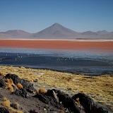 DAY 4: Villamar - REA - Hito Cajon - San Pedro de Atacama We depart early this morning to the REA reserve.