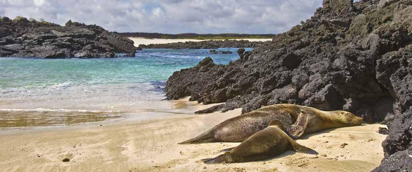 The Galápagos archipelago may be considered the jewel in the crown of Ecuador, but it s just one of many treasures to be found in this tiny country.