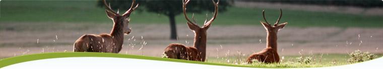 He turned the area on the hill above Richmond into a hunting park for red and fallow deer.