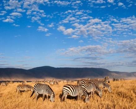 meters deep, 20 kilometres in diameter, and covers an area of 311 sq. km. Spectacular as it is, the crater accounts for just a tenth of the Ngorongoro Conservation area.