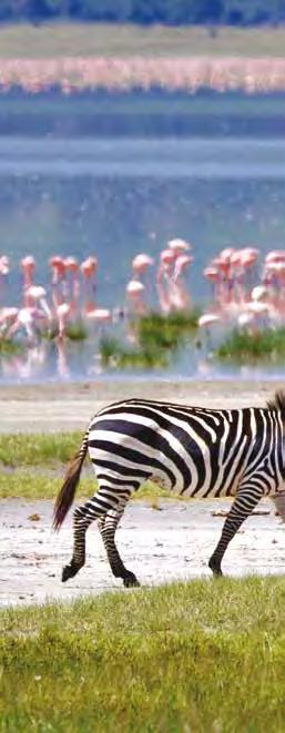 5-DAY CRATER & PLAINS SAFARI YOU SHOULD GO ON SAFARI Visit the famed Serengeti and Ngorongoro Crater Crown your trekking adventure with world-class wildlife viewing.