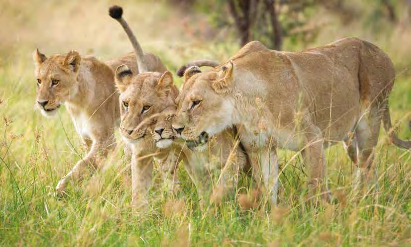 This 7-day safari offers the perfect blend of astounding wildlife viewing and just the right amount of activity to stretch your muscles after your trek.