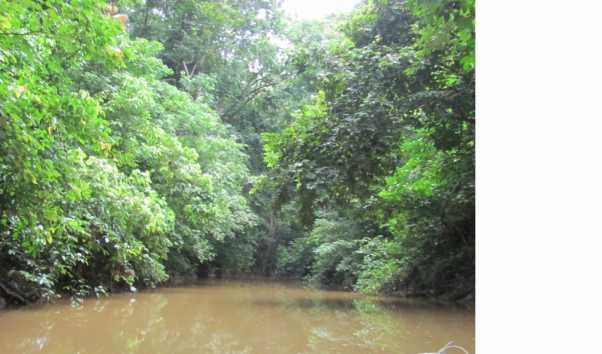 Swamp Forests of Selangor &