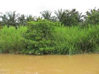 Selangor peat swamp forest.