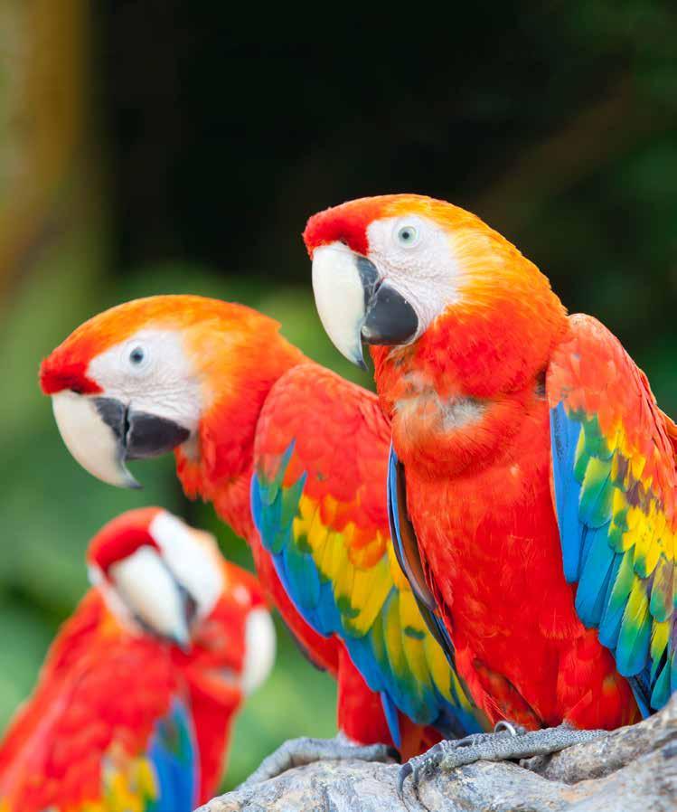 ITINERARY & DETAILS This document aims to give you all the information that you require for a smooth and comfortable trip to Costa Rica & Panama.
