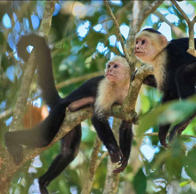 Manuel Antonio Situated close to the magical national park, Manuel Antonio is one of the most picturesque parts of Costa Rica s coastline, affording stunning views and