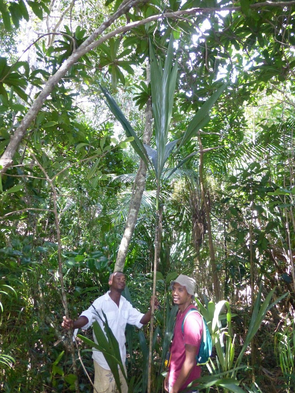 From John Dransfield: Left : Dypsis sanctaemariae, the real deal! Guide Sergio Botou from Princesse Bora hotel on left and Dr.