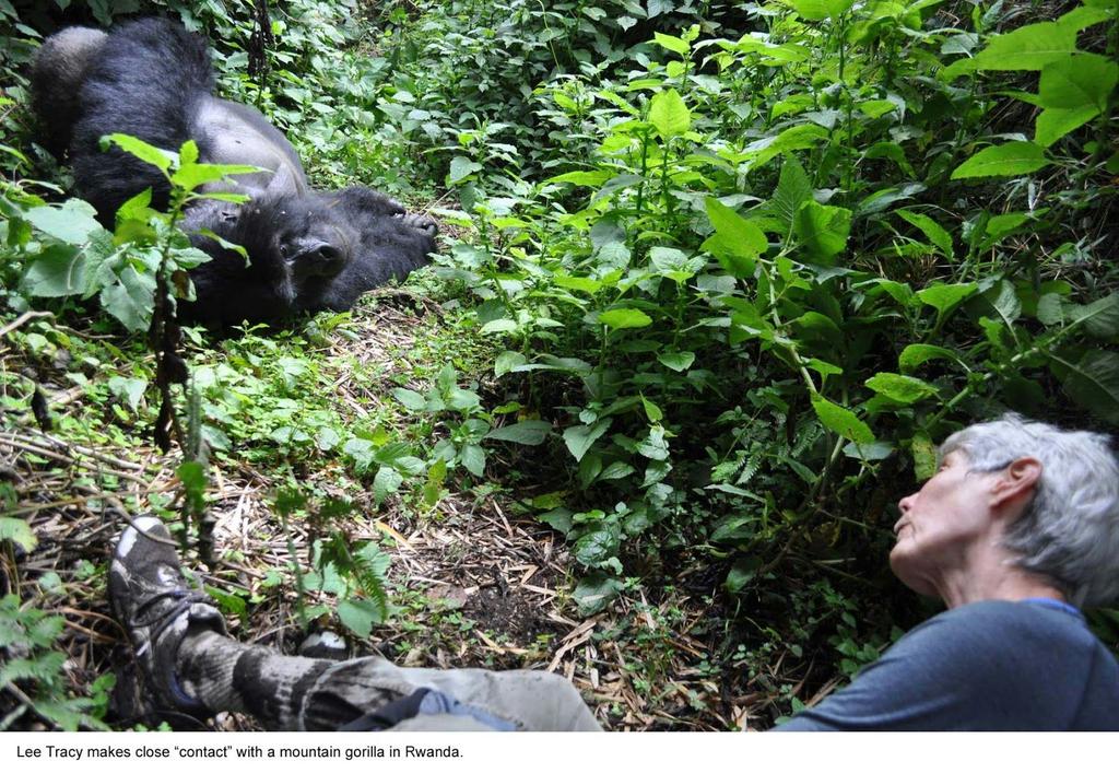 Final photo shows Lee with a mountain gorilla in