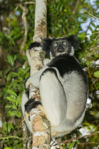 Indri indri, Andasibe