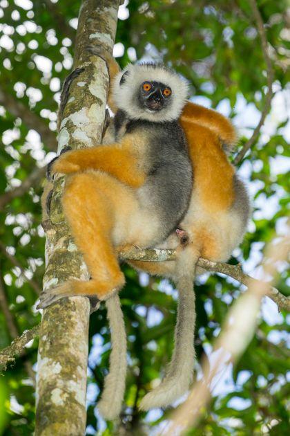 brown lemur, Andasibe