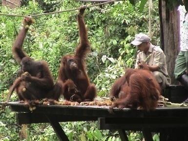 II. Popular Excursions 2017 Nature and Natural History ETC01 Encounter with the Orang Utan at Sepilok Orang Utan Sanctuary & Rainforest Discovery Centre Excursion ( 9 to 10 hours ) You will be picked
