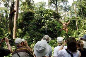 ETC02 Encounter with the Orang Utan at Sepilok Orang Utan Sanctuary & Rainforest Discovery Centre Excursion, Sun Bear Conservation Centre, Agnes Keith Museum & Sandakan City Tour.