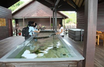 Visitors will have the opportunity to participate in marine ecological research through Coral Planting.